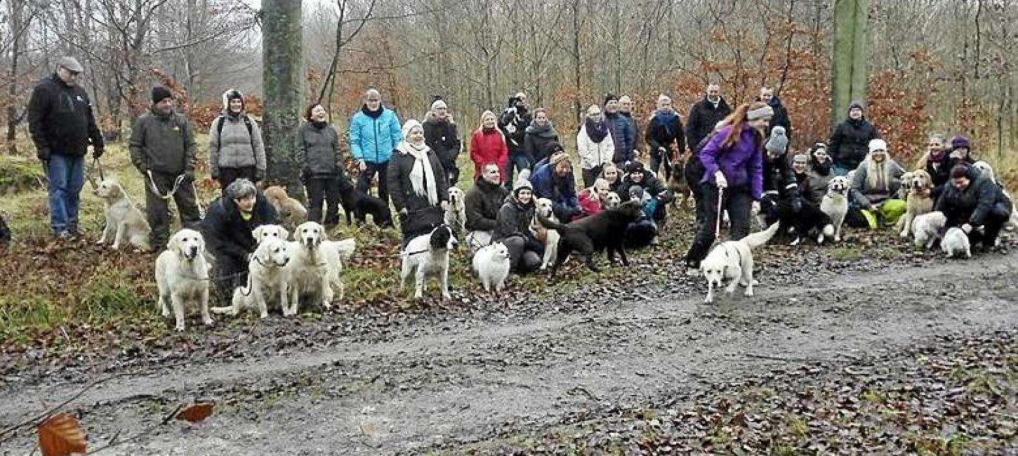 Hundetræf på Vemmetofte Strand Camping nytårsaftensdag