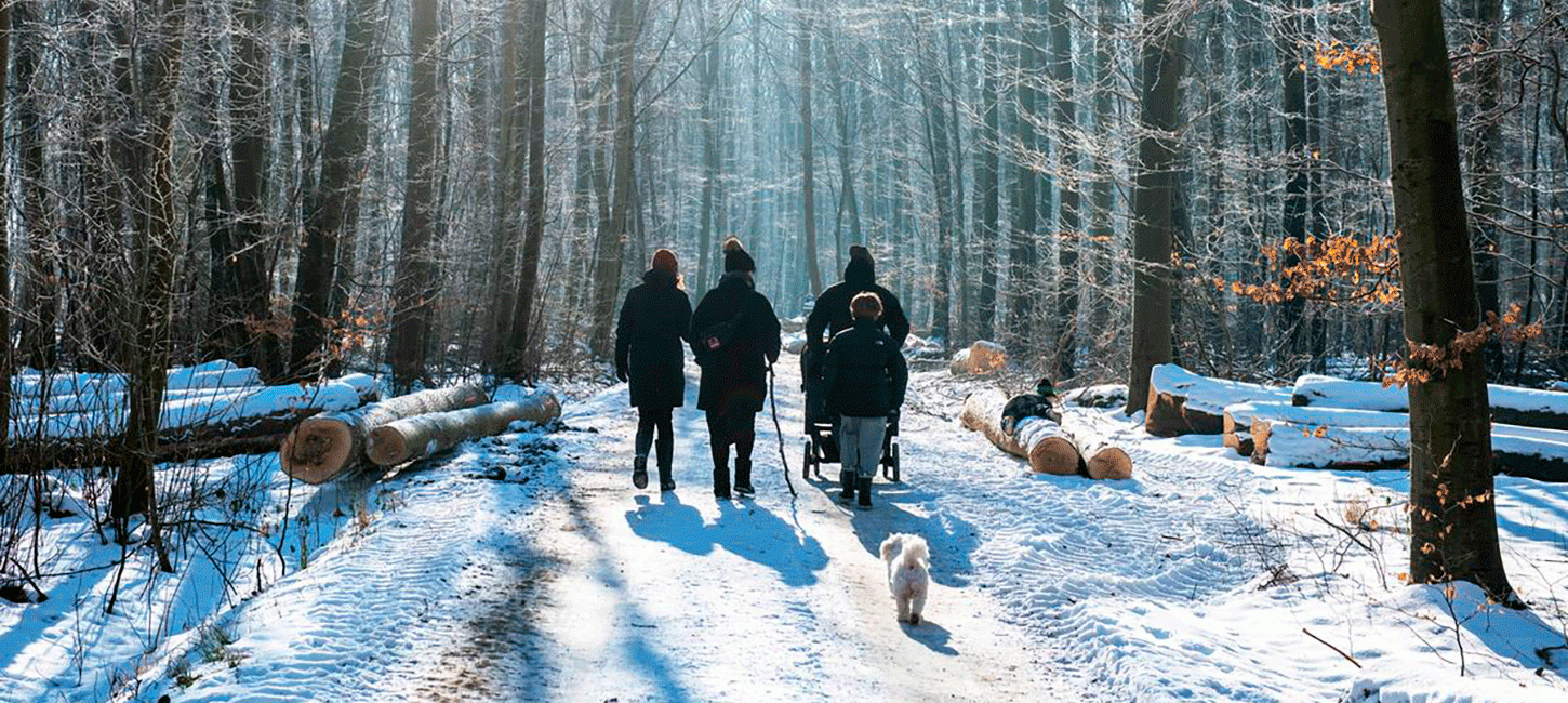 Fanefjord skov vinter