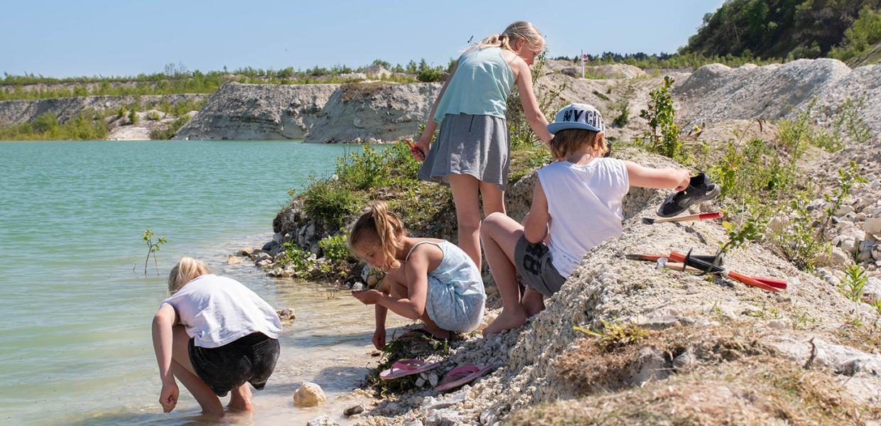 Fossiljagt Faxe Kalkbrud