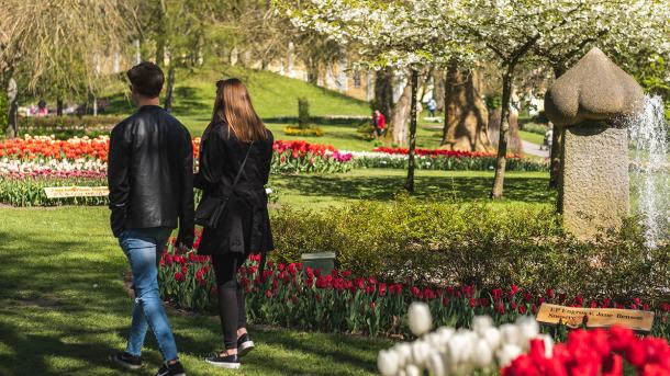 Tulipaner på Gavnø Slot