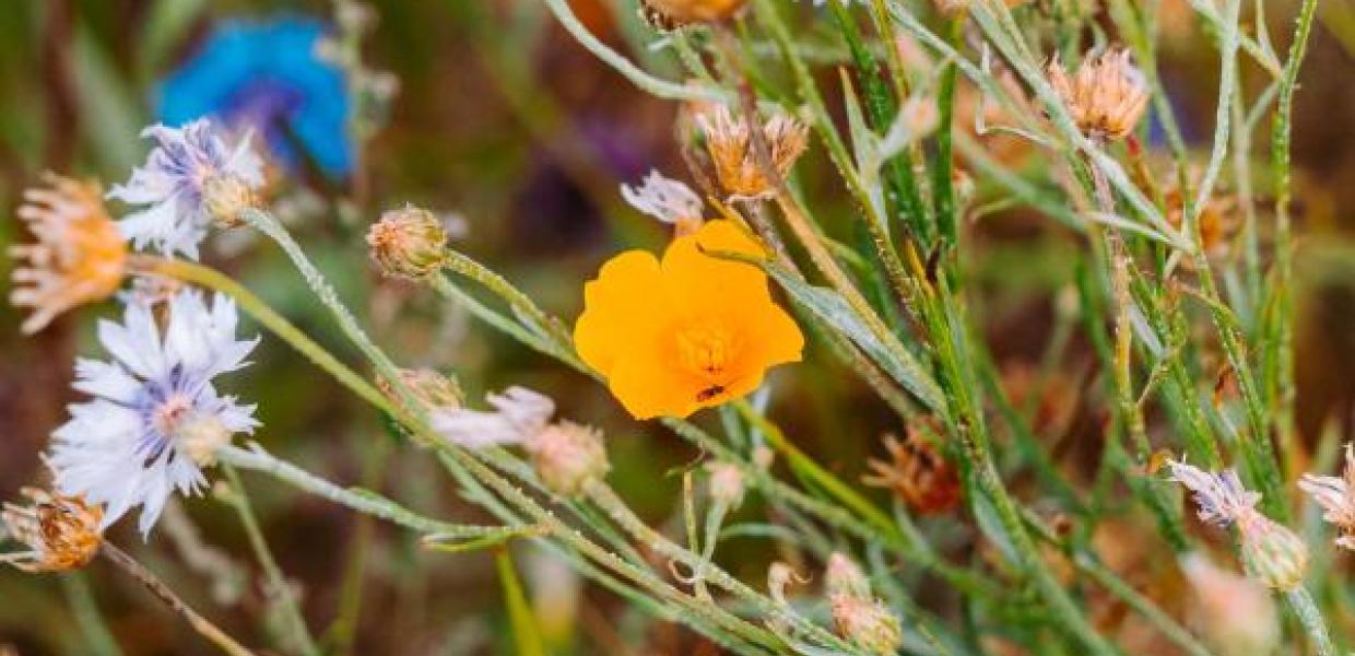 Blomster mark Camøno Møn