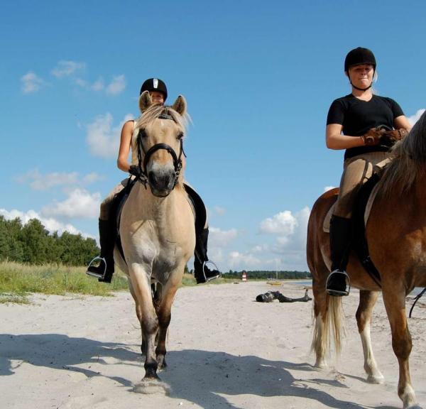 Heste på Feddet Hippoxplore