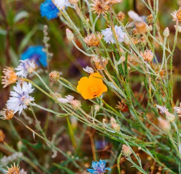 Blomster mark Camøno Møn