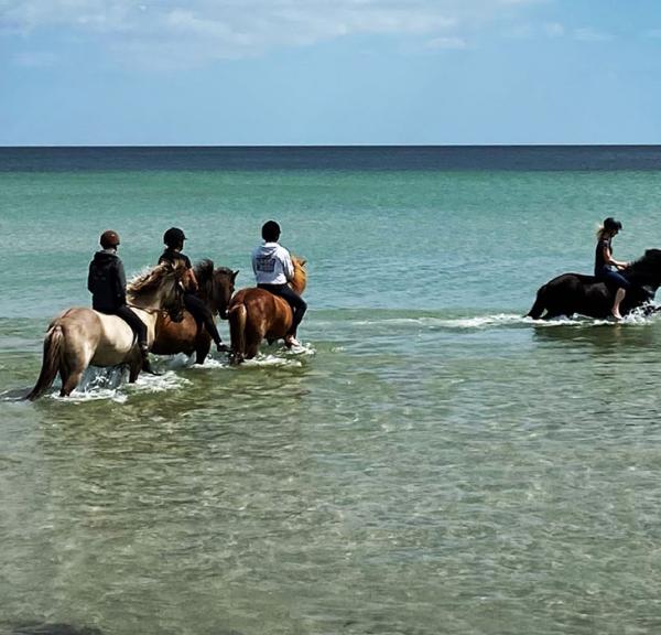 Islandske heste