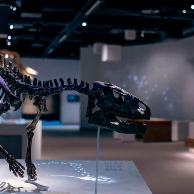 Stevns Klint Experience