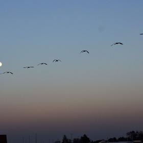 Fugle over Enø Strand