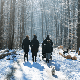 Fanefjord skov vinter